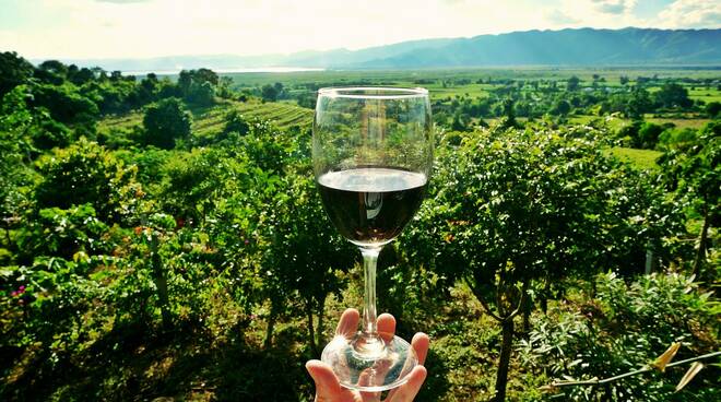 Vini di romagna 5 8220 Esperienze di Vitae 8221 A Riccione i migliori vini di Romagna Emilia e Marche