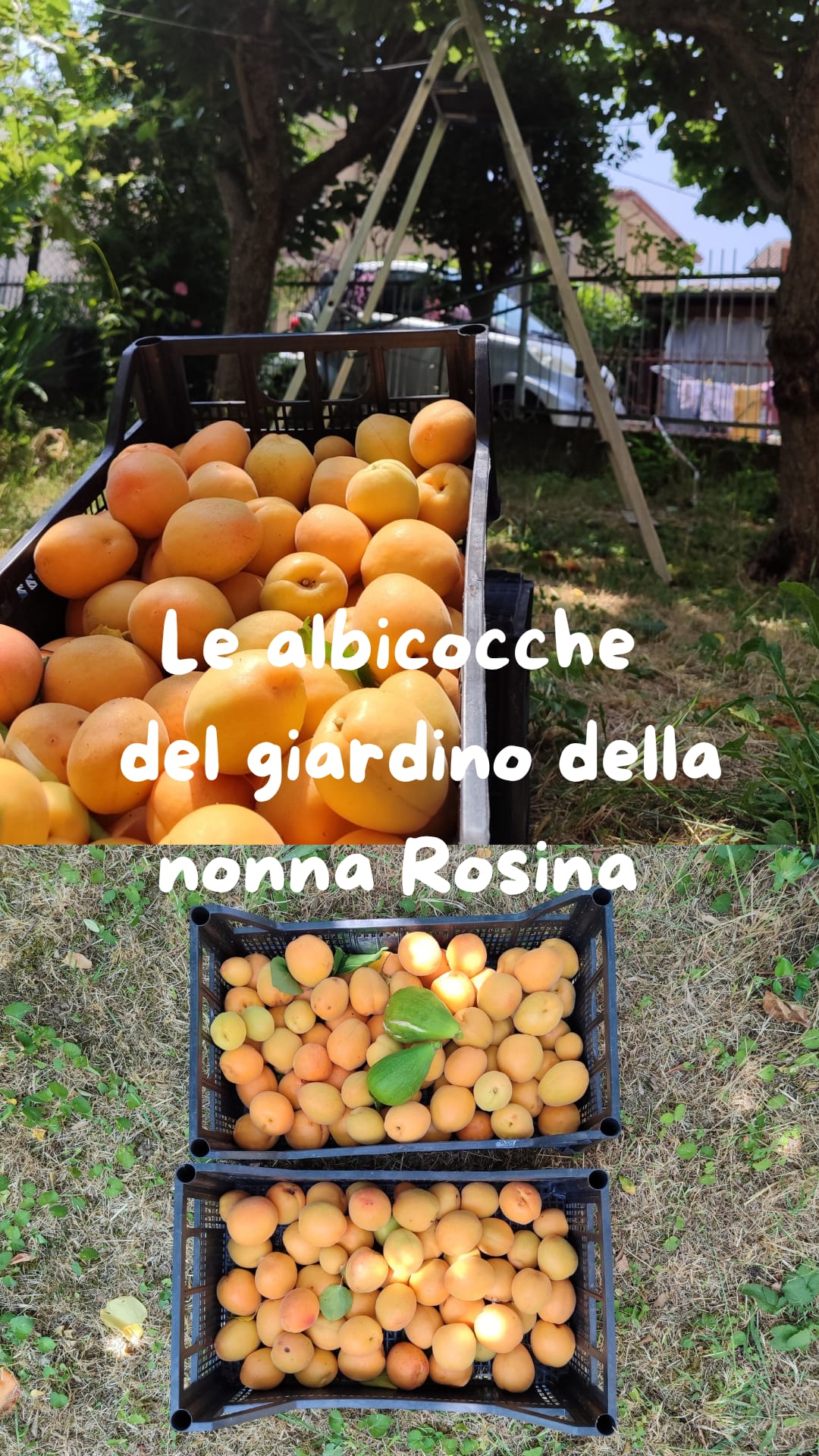 Riccione Hotel Camay: Le albicocche della Nonna Rosina